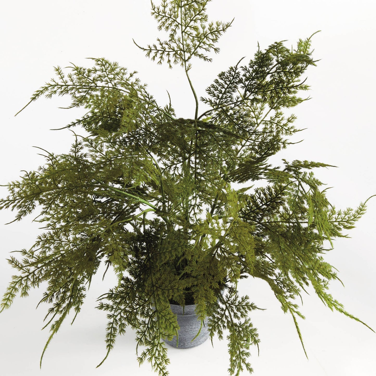 Plumosa Fern Drop-In 17": Green