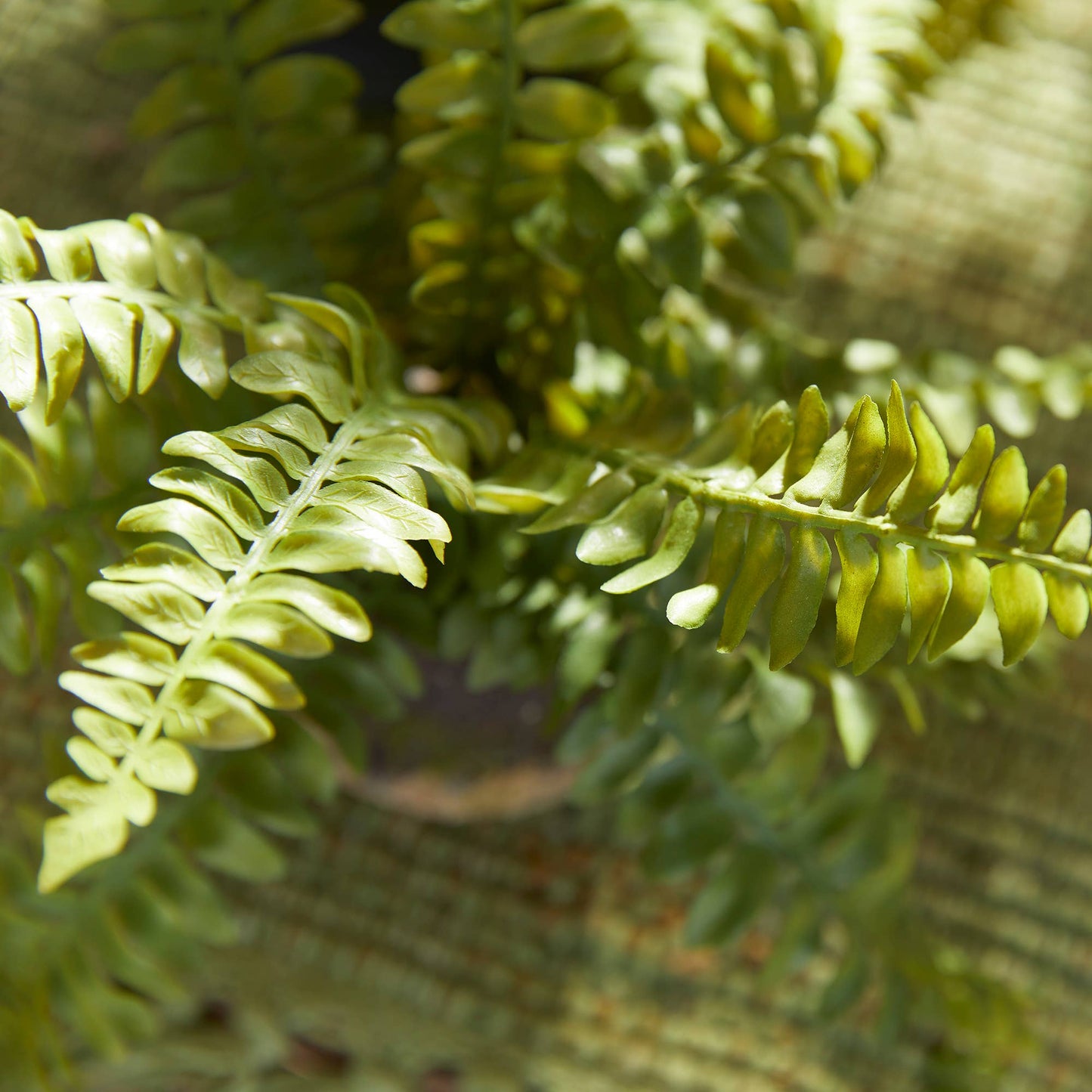 Boston Fern Drop-Ins, Set Of 3