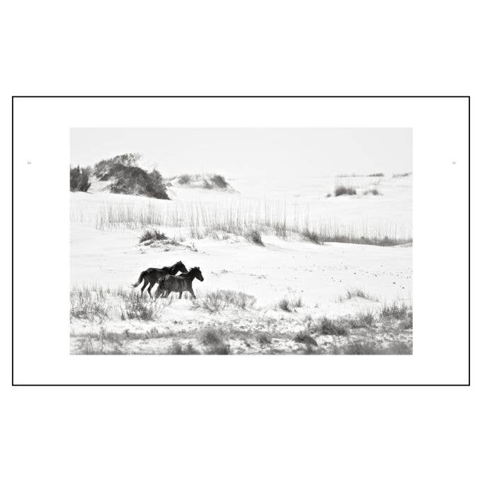 Wild Horses of Cumberland Island