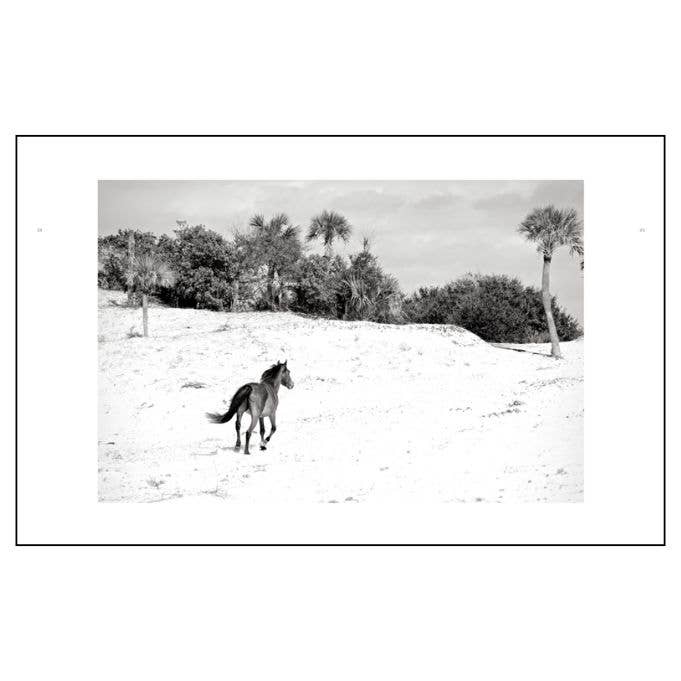 Wild Horses of Cumberland Island