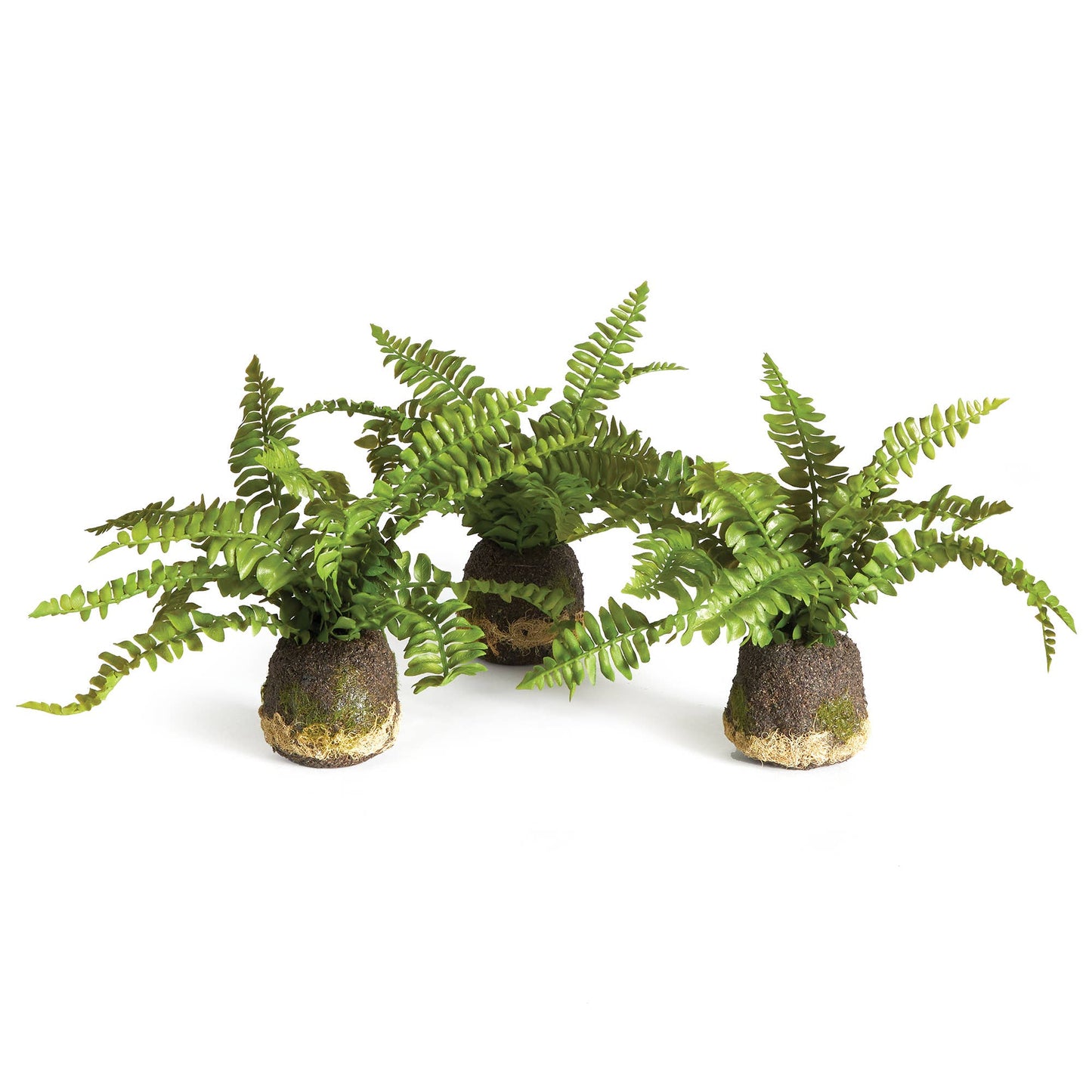 Boston Fern Drop-Ins, Set Of 3