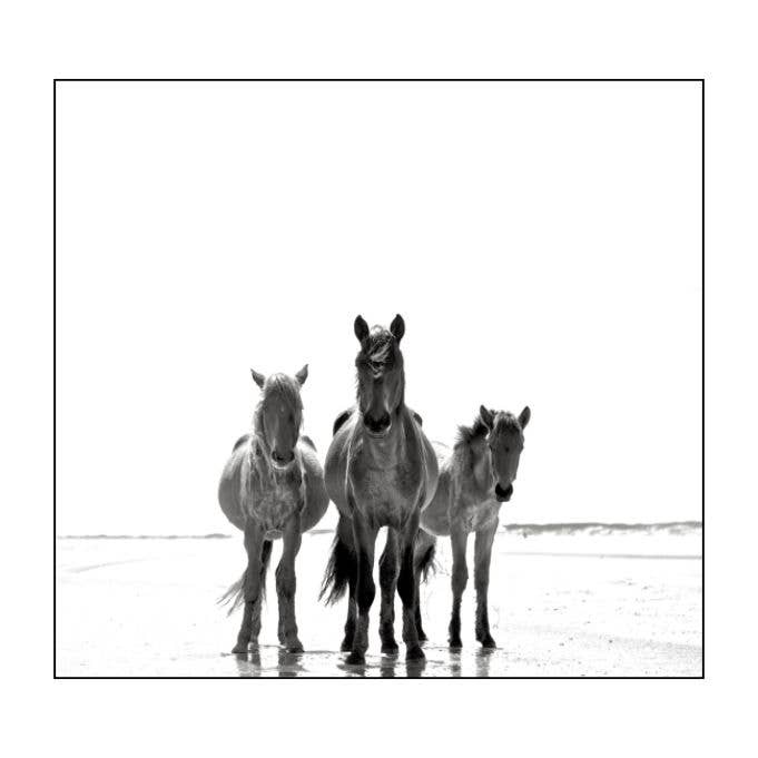 Wild Horses of Cumberland Island